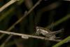 89466 – Photo : Michel Renou – France (04)
