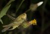 89351 – Photo : Michel Renou – France (04)
