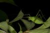 89418 – Photo : Michel Renou – France (04)