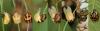 Harmonia axyridis