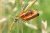 89112 – Photo : Nicolas Alric – France (12)