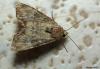 89944 – Photo : Sébastien Cally – France (57)