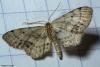 89945 – Photo : Sébastien Cally – France (57)