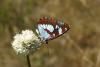89826 – Photo : Nicolas Alric – France (12)