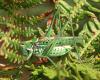 89734 – Photo : Vincent Derreumaux – France (34)