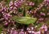 89735 – Photo : Vincent Derreumaux – France (34)