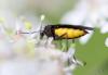 89796 – Photo : christine le fur – France (91)