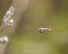 89157 – Photo : jean louis Besson – France (83)