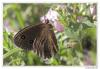 89458 – Photo : Denis Girard – France (74)