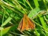 89556 – Photo : Sophie – France (59)