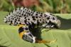 89831 – Photo : André Couder – France (71)