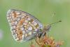 89450 – Photo : gyps – France (38)