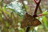89660 – Photo : Patrick Le Mao – France (35)
