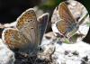 89010 – Photo : gyps – France (05)