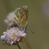 89088 – Photo : Nicolas Helitas – France (66)