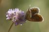 89089 – Photo : Nicolas Helitas – France (66)