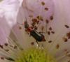 89116 – Photo : Alain Ferre – France (49)