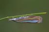 89246 – Photo : Marc Solari – France (88)