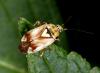 Lygus sp.