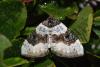 89461 – Photo : Marc Solari – France (68)