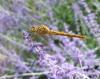 89144 – Photo : Vincent VALLI – France (10)