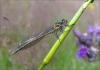 89572 – Photo : Arnaud Jean-Pierre – France (09)