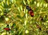 89760 – Photo : Jean-Claude Jamoulle – France (06)