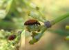 89864 – Photo : Jean-Claude Jamoulle – France (06)