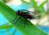 89861 – Photo : Jean-Claude Jamoulle – France (06)
