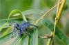 89706 – Photo : Jacques-Alexis Real – Martinique