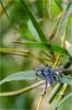 89707 – Photo : Jacques-Alexis Real – Martinique