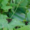 89662 – Photo : Jacques-Alexis Real – Martinique