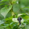 89661 – Photo : Jacques-Alexis Real – Martinique