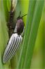 89725 – Photo : Jacques-Alexis Real – Martinique
