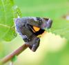 89092 – Photo : Patrick Decreus – France (93)