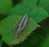 89785 – Photo : Patrick Decreus – France (93)