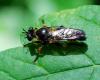 89755 – Photo : Patrick Decreus – France (93)
