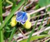 89175 – Photo : Patrick Decreus – France (93)