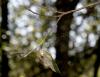89221 – Photo : jean louis Besson – France (83)
