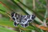89168 – Photo : Marc Solari – France (68)