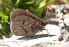 89240 – Photo : Pierre SENGEZ – France (04)