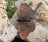 89241 – Photo : Pierre SENGEZ – France (04)