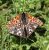89147 – Photo : Pierre SENGEZ – France (04)