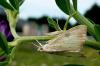89495 – Photo : Patrick Le Mao – France (35)