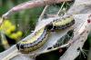 89496 – Photo : Patrick Le Mao – France (35)
