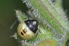 89649 – Photo : Christophe Quintin – France (22)