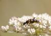 89312 – Photo : Francois Diemert – France (44)