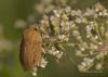 89470 – Photo : Francois Diemert – France (44)
