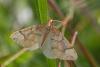 89171 – Photo : Marc Solari – France (68)