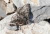 89679 – Photo : Pierre SENGEZ – France (04)